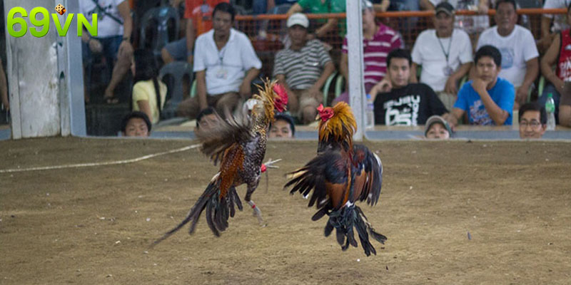 các thuật ngữ đá gà