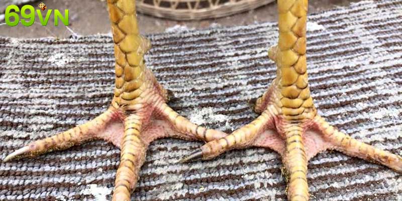 Đánh giá khả năng thi đấu và giá trị phong thủy của vảy gà Liên Chu