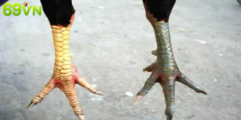 Vảy gà Liên Chu